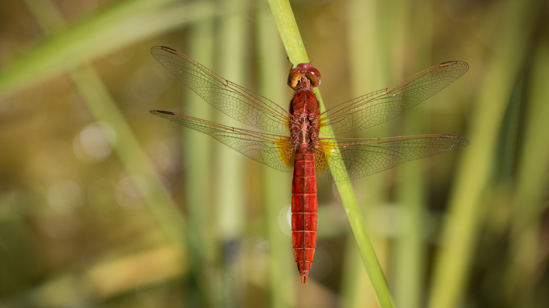 feuerlibelle m.