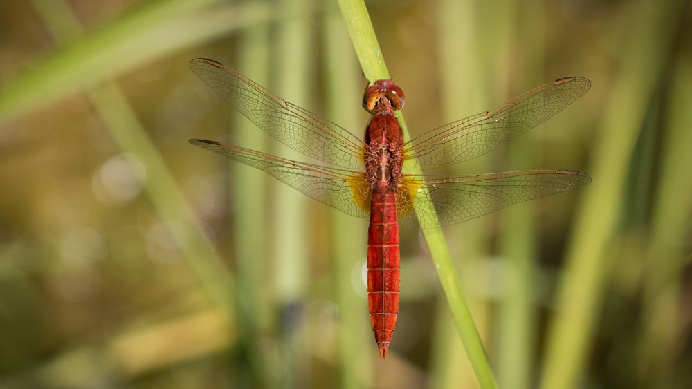 feuerlibelle m.