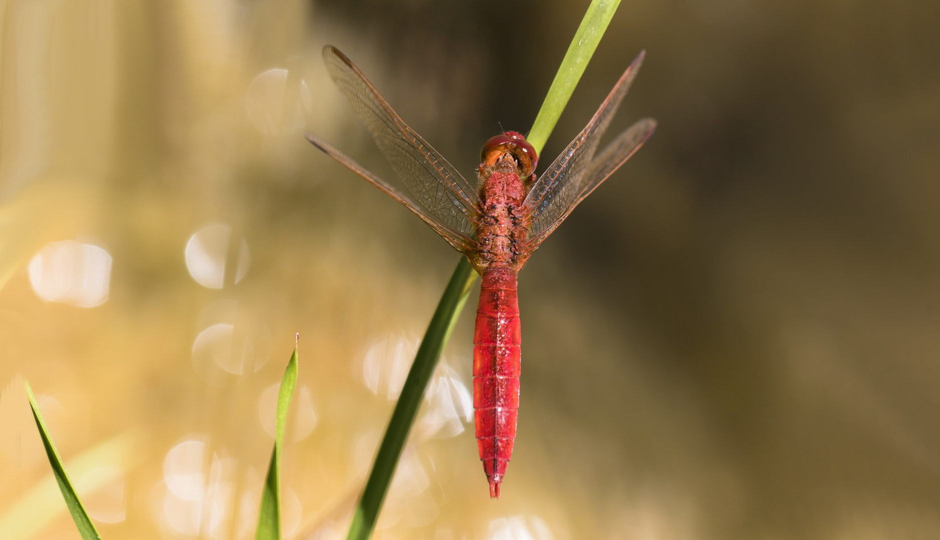 feuerlibelle m.