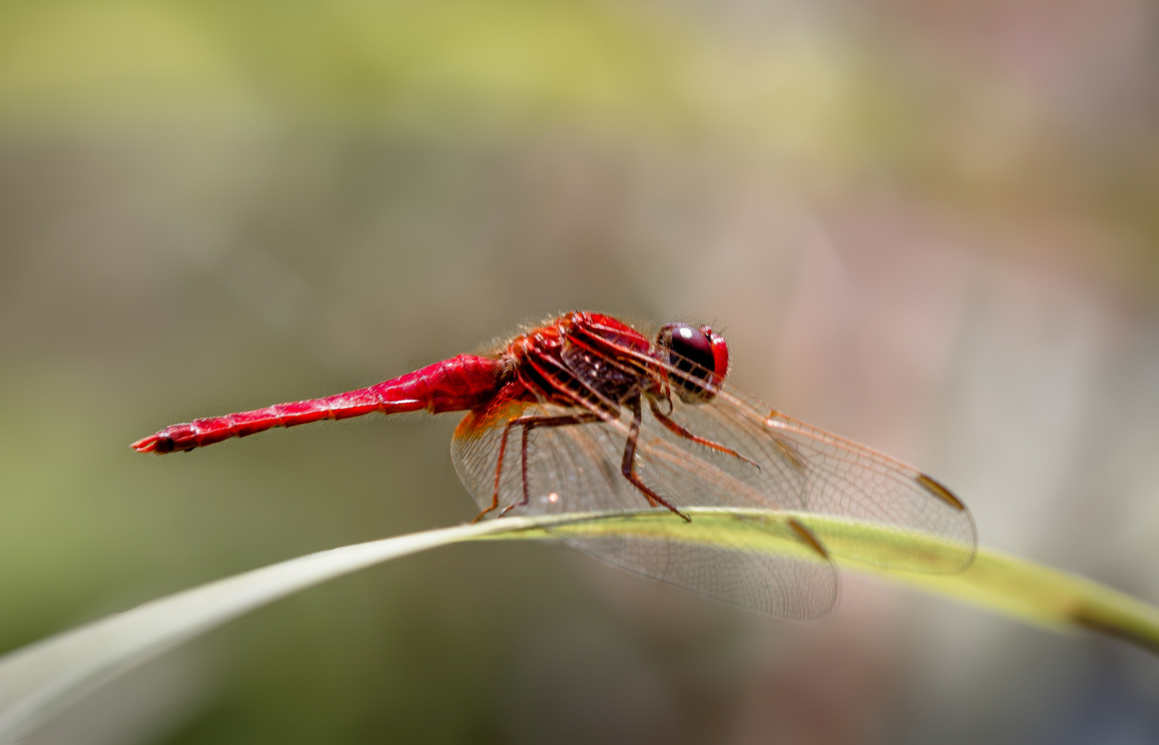 feuerlibelle m.