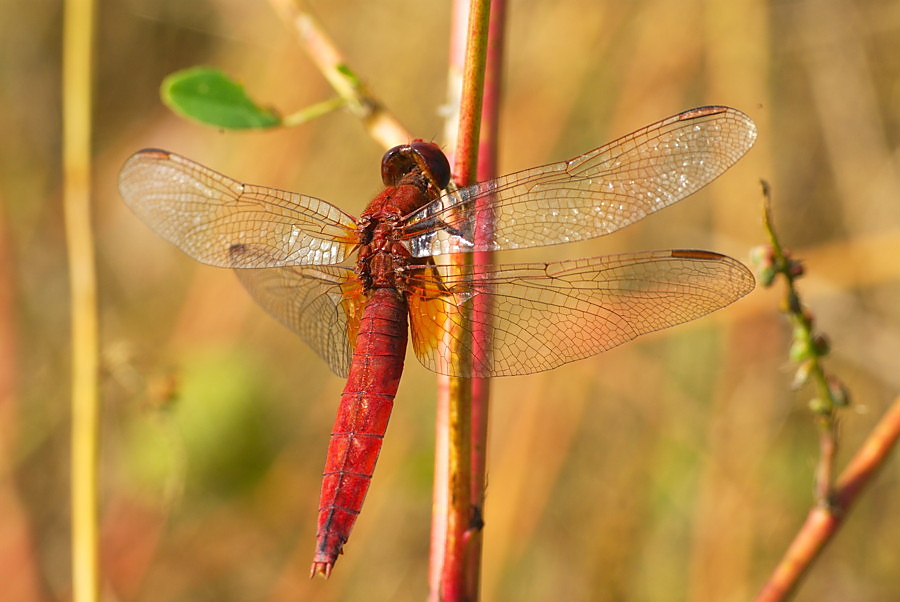 Feuerlibelle (Männchen)