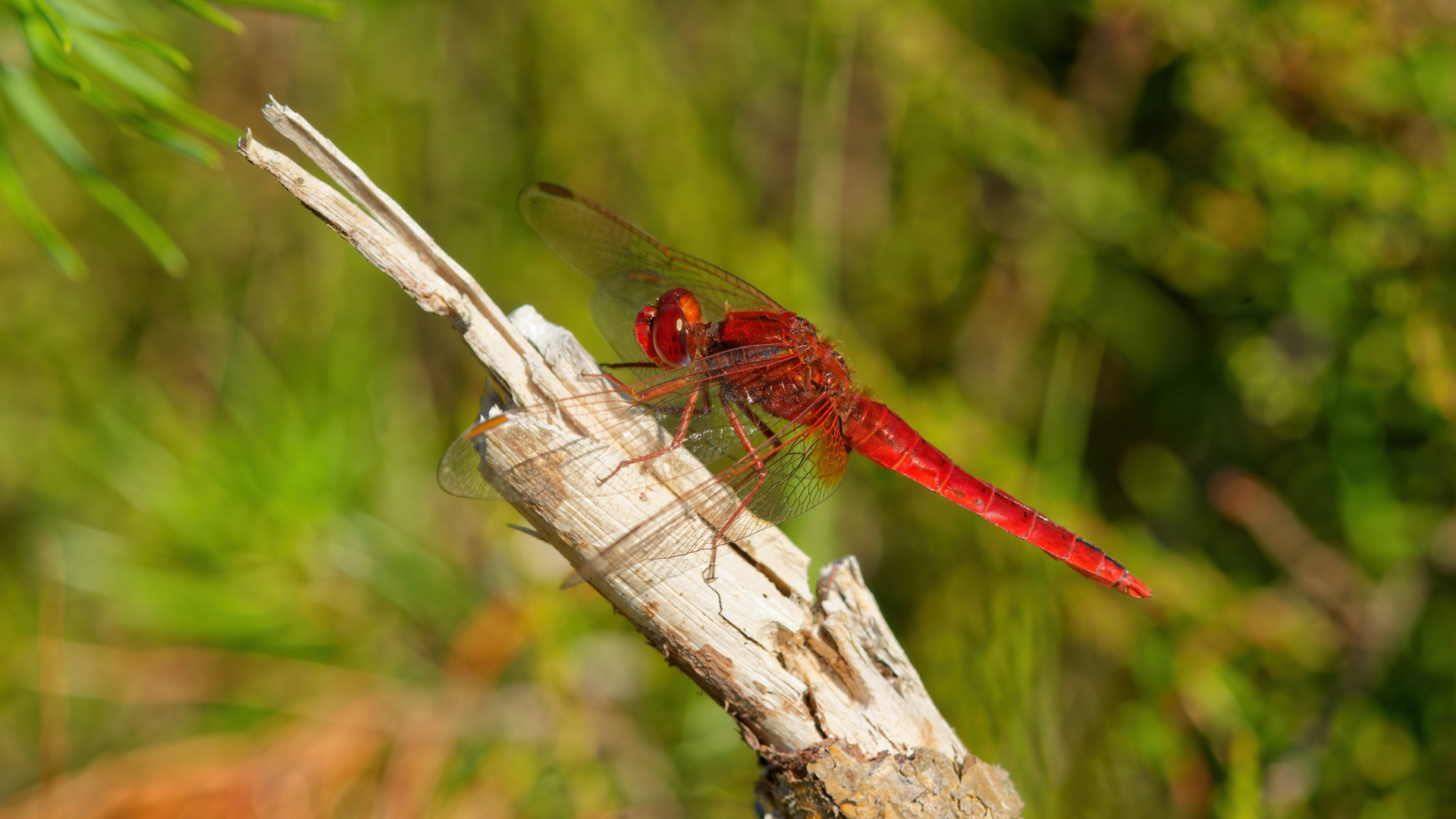 Feuerlibelle Männchen