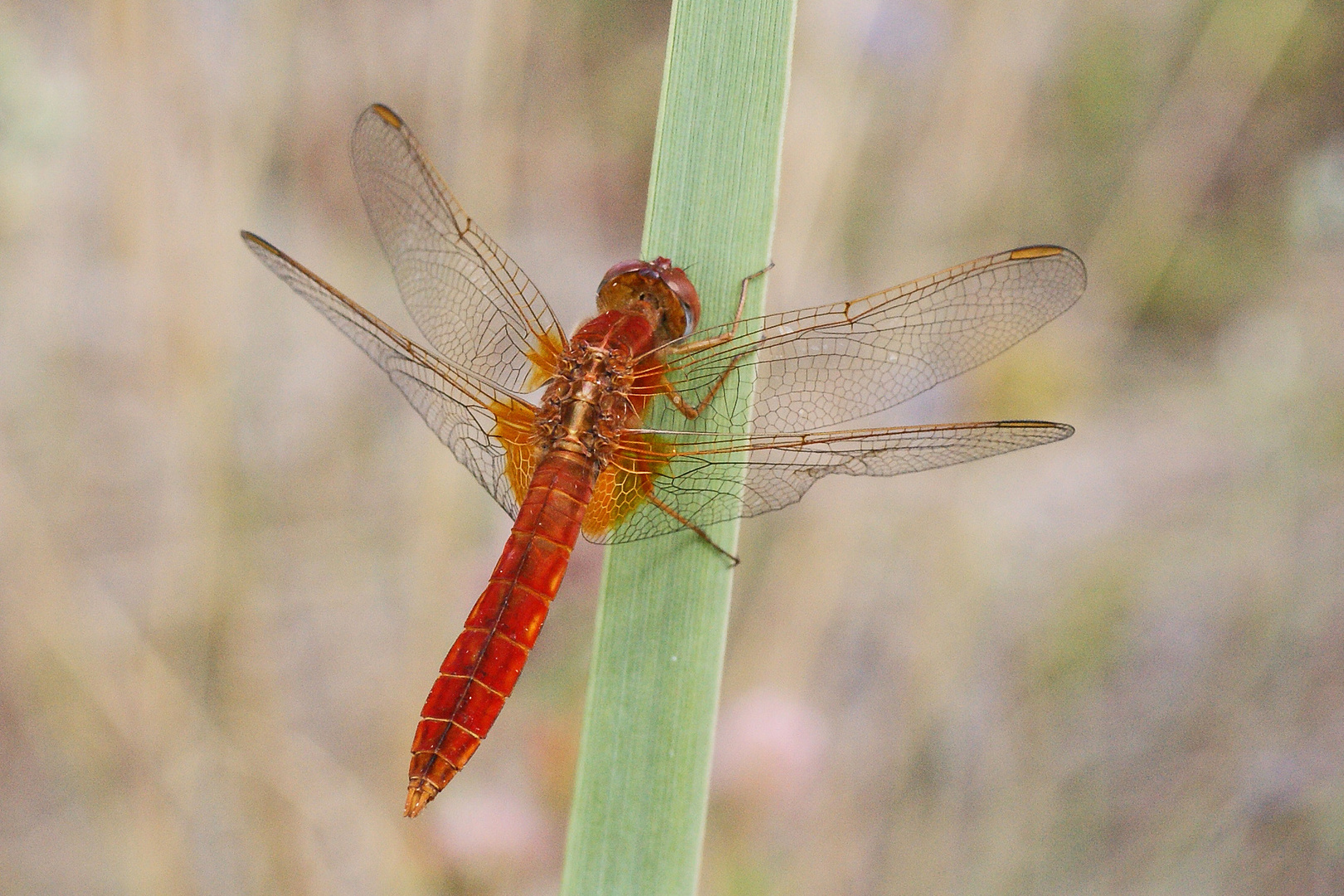 Feuerlibelle, Männchen