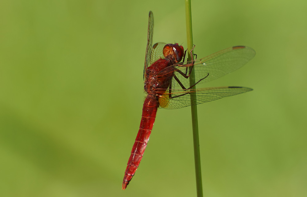 Feuerlibelle Männchen