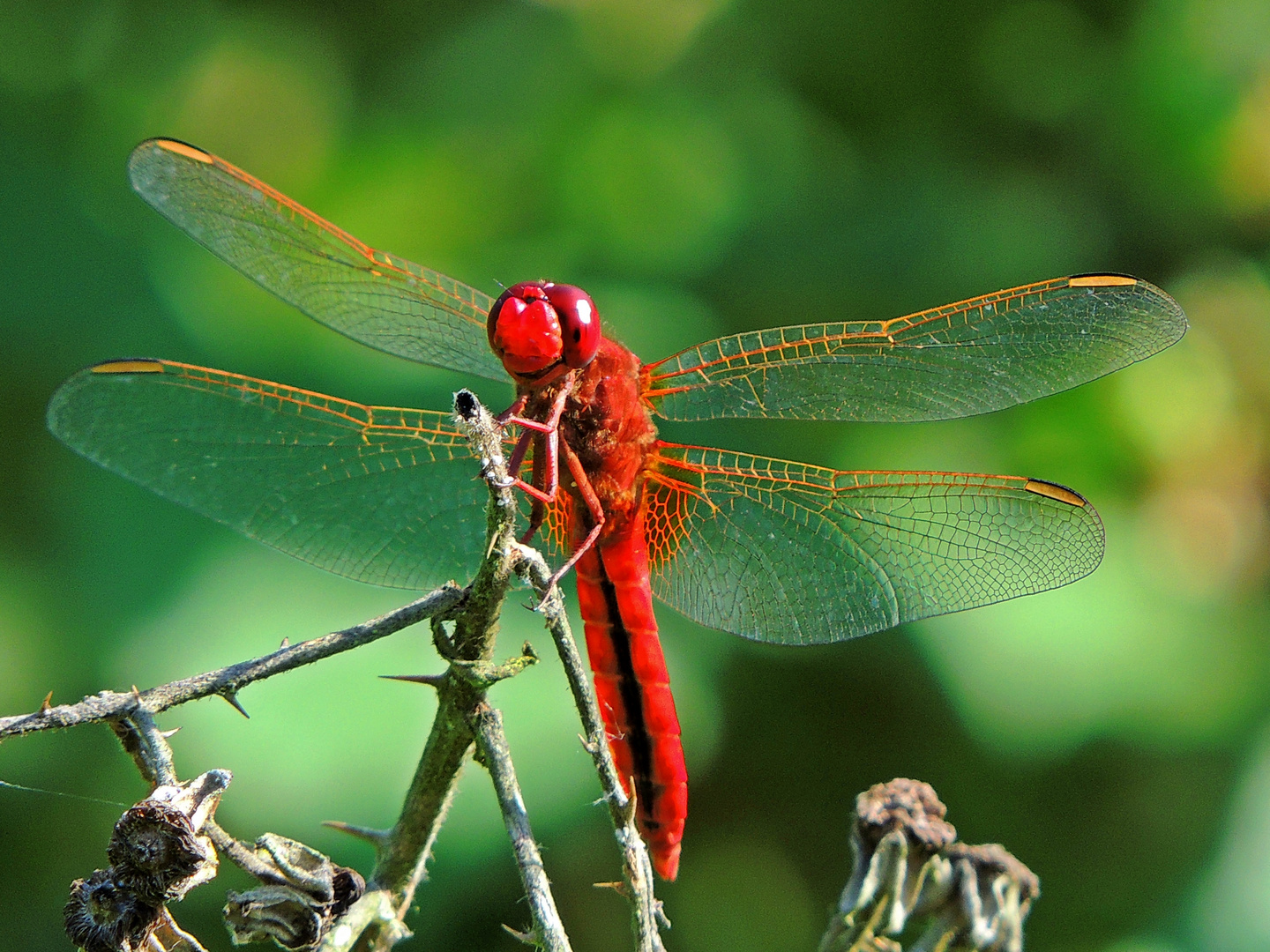 Feuerlibelle Männchen