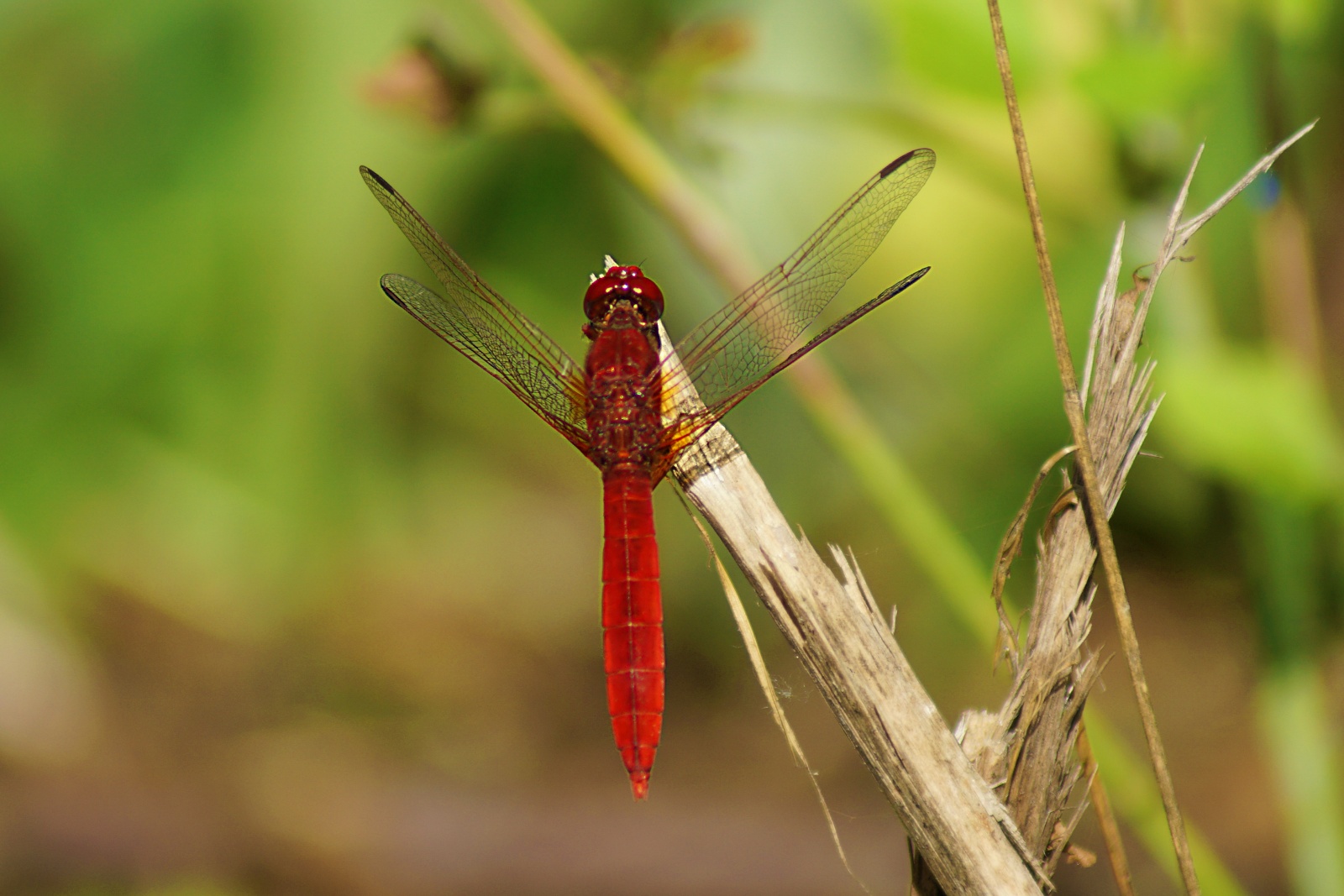 Feuerlibelle Männchen