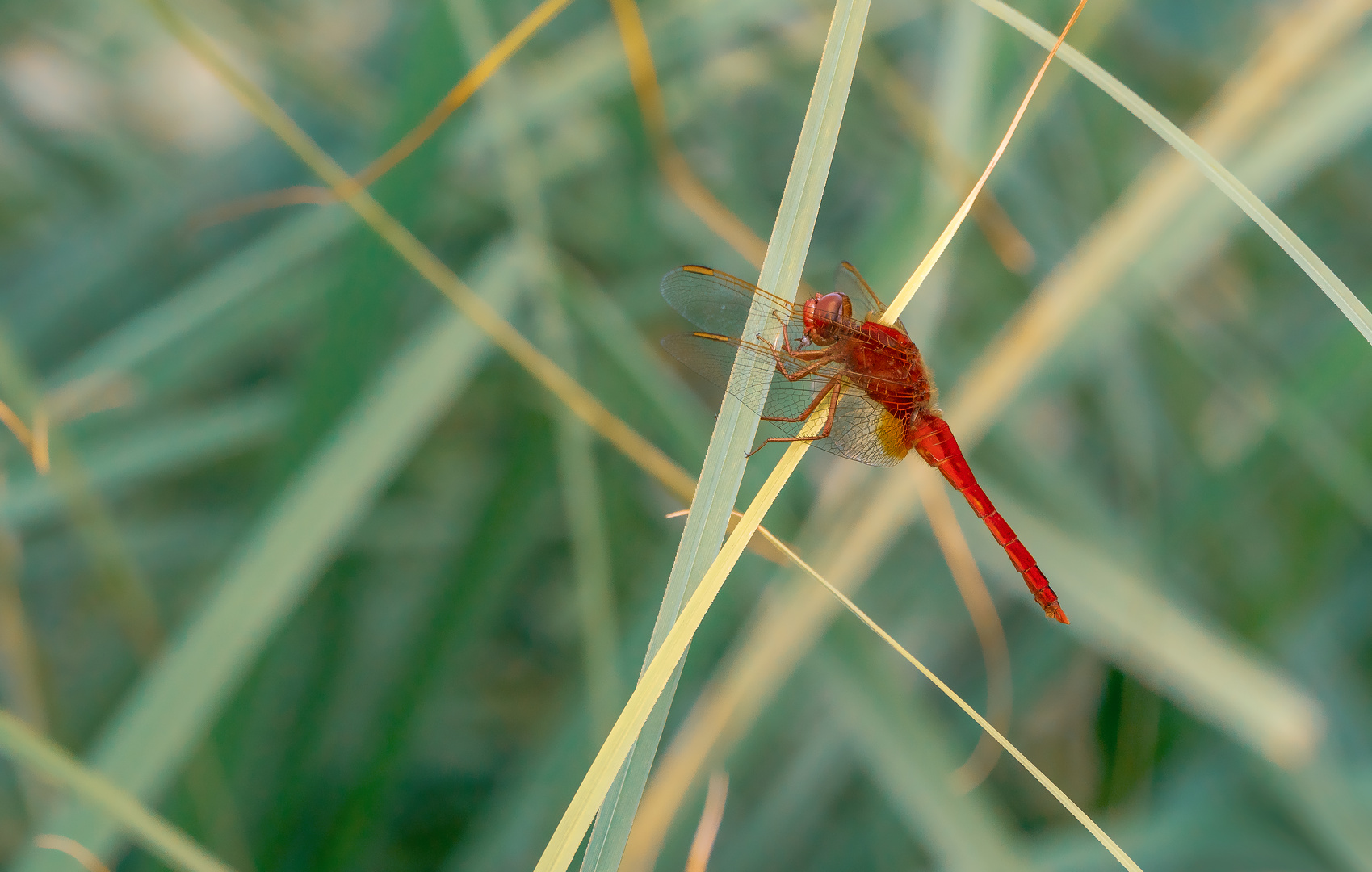 Feuerlibelle (Männchen)