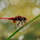 Feuerlibelle, Männchen am Halm