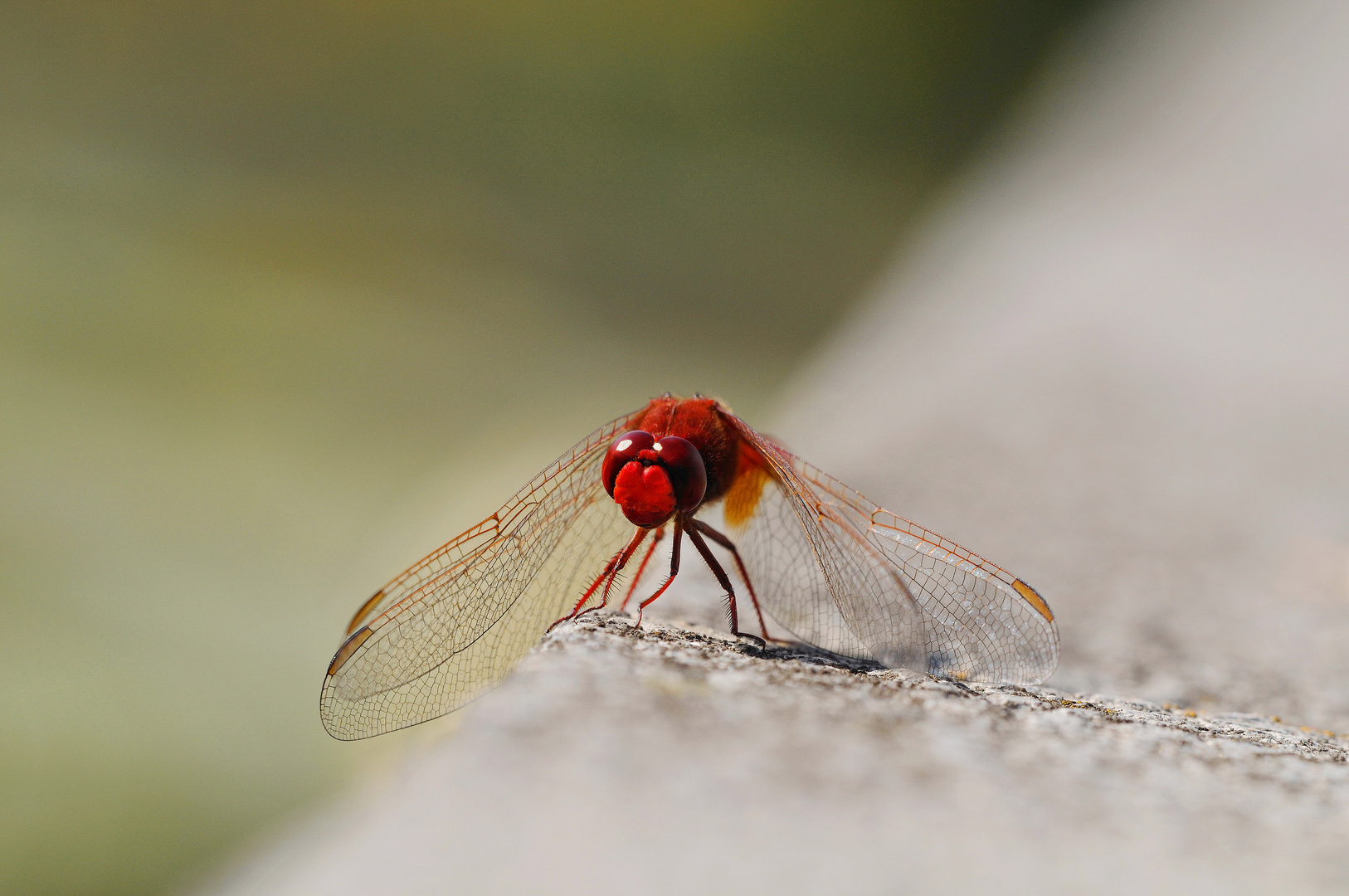 Feuerlibelle, Männchen auf der Mauer.