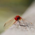 Feuerlibelle, Männchen auf der Mauer.