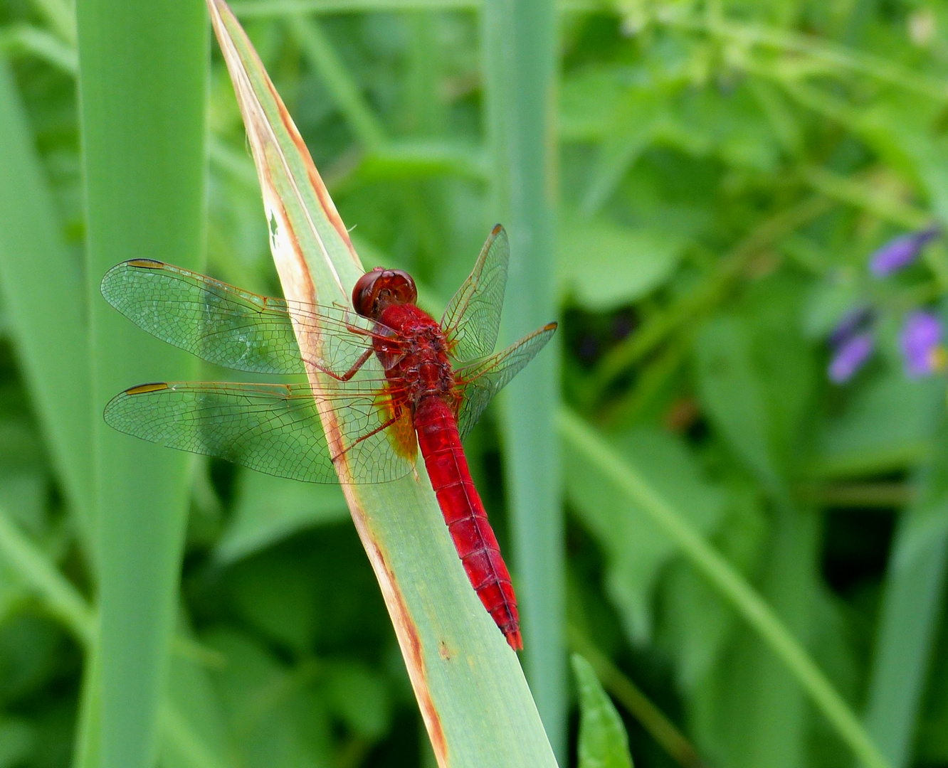 Feuerlibelle, Männchen