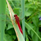 Feuerlibelle, Männchen