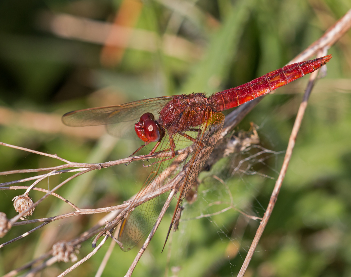 Feuerlibelle Männchen