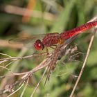 Feuerlibelle Männchen