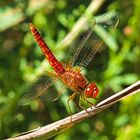 Feuerlibelle Männchen in Obeliskstellung