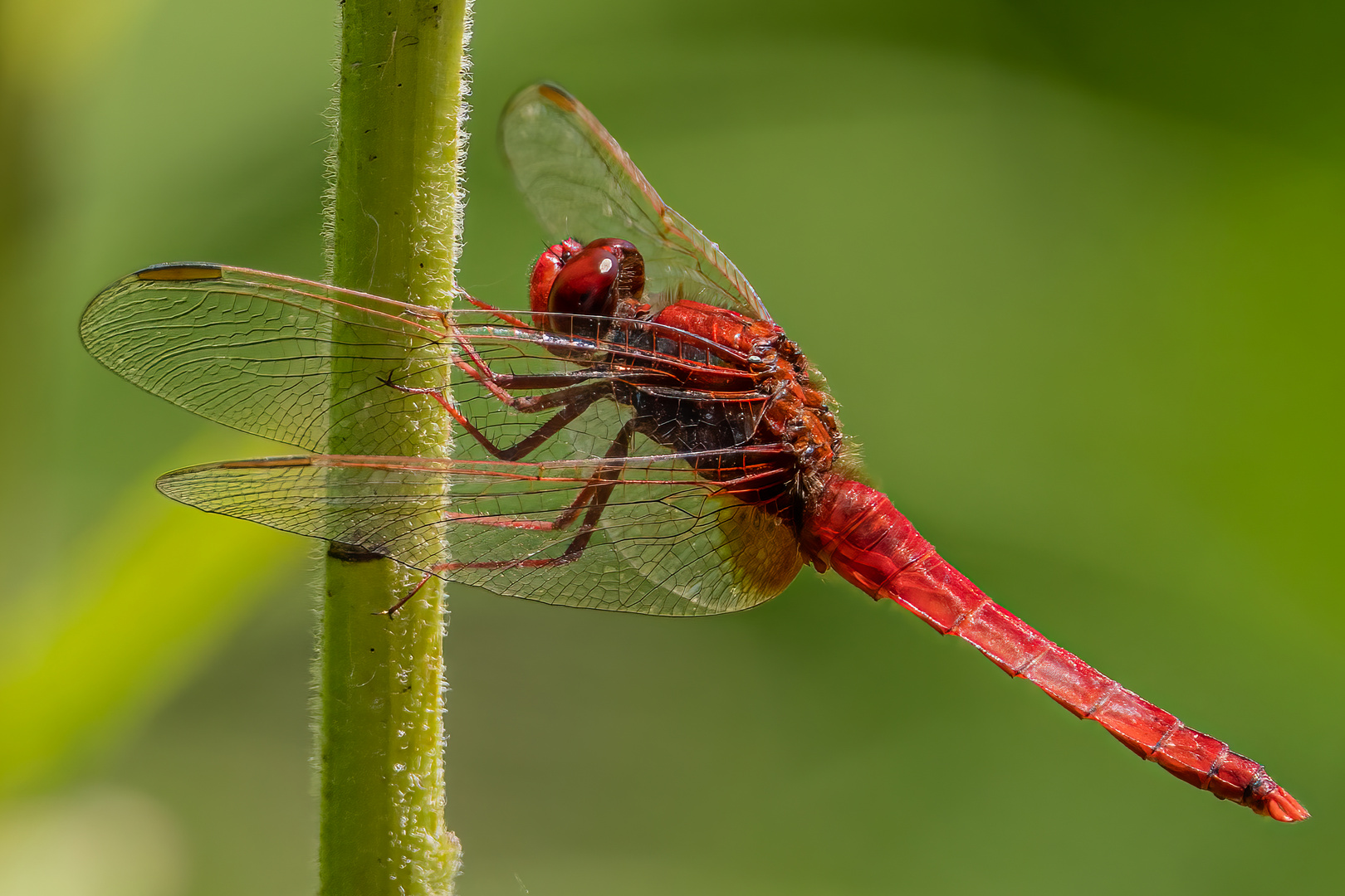 Feuerlibelle (männlich)