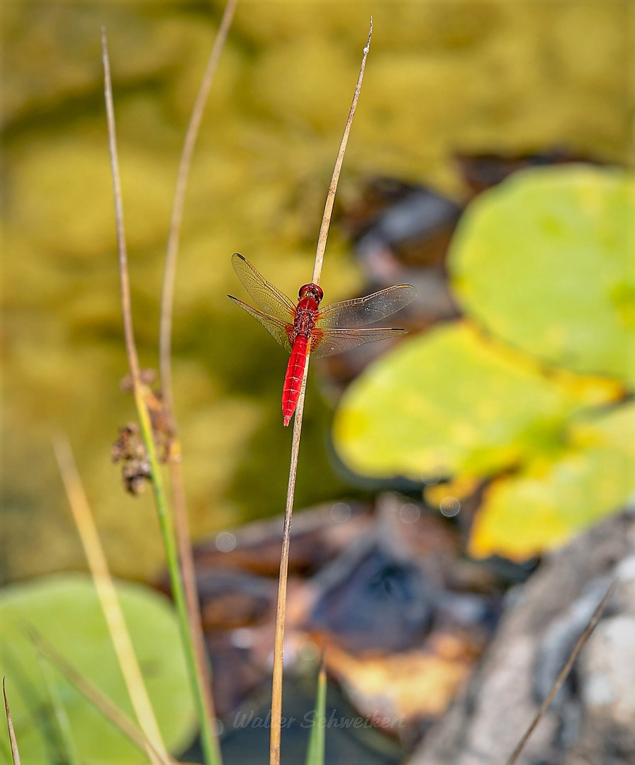 Feuerlibelle (Männlich)