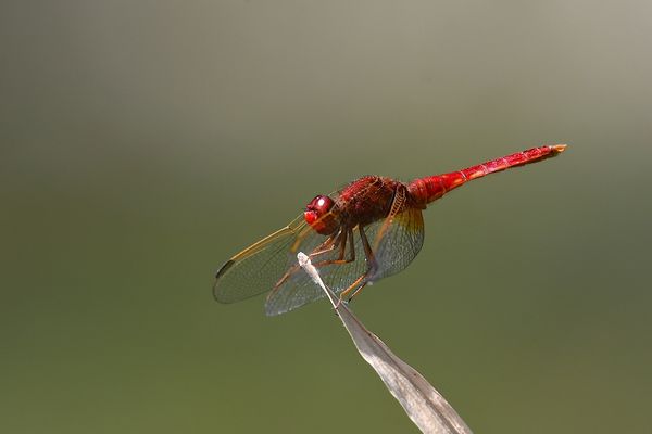 Feuerlibelle männlich