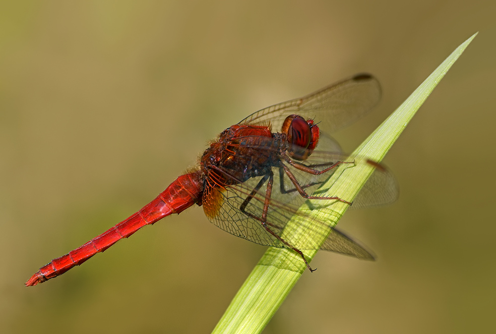 Feuerlibelle, Male