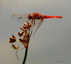  Feuerlibelle  mit Untermieterin 