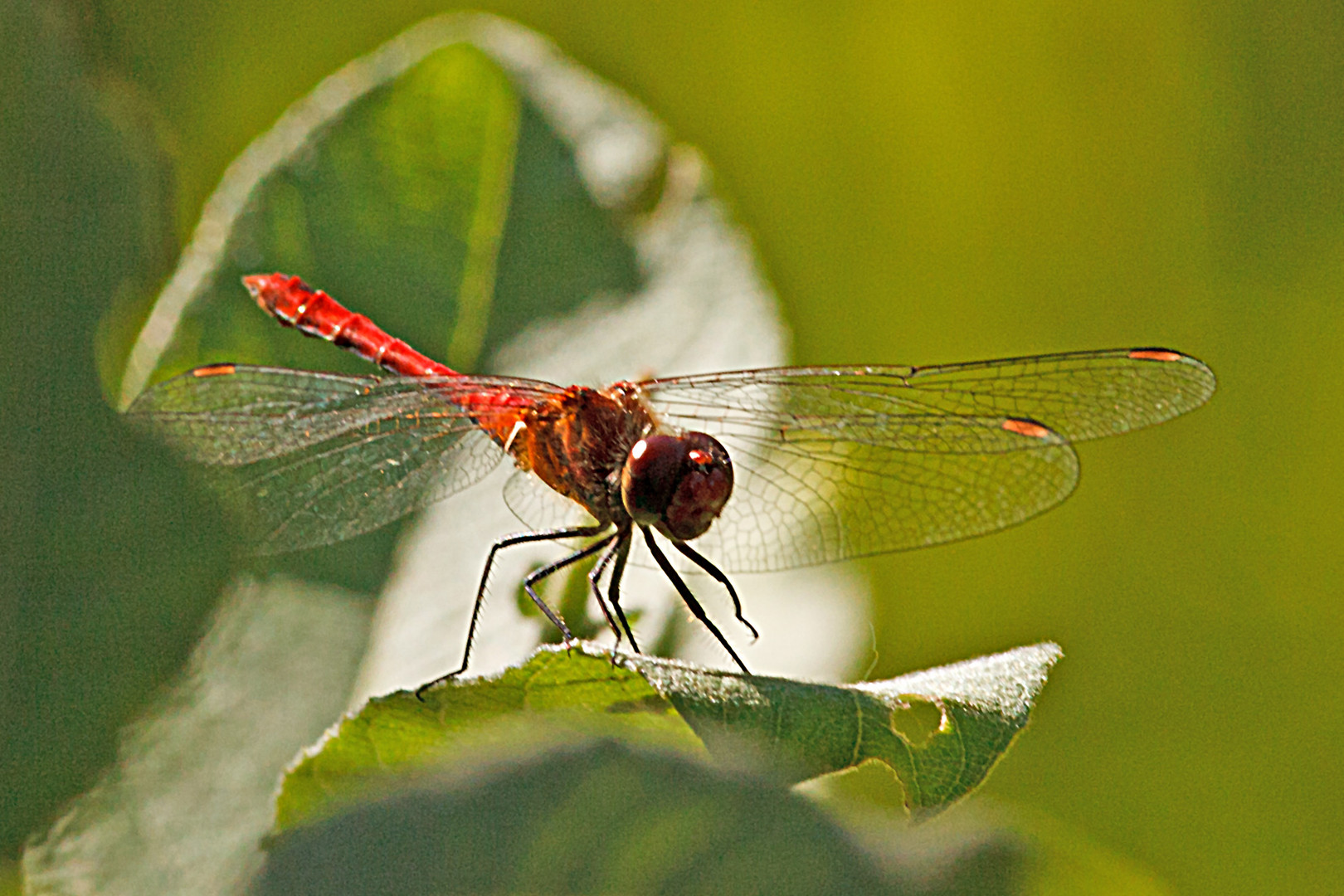 Feuerlibelle Rote Zora No 02