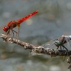 Feuerlibelle und Großer Blaupfeil (beide männlich)