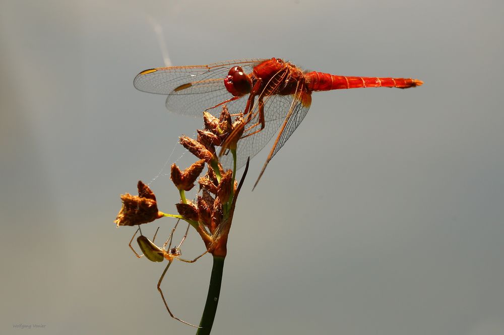  Feuerlibelle und Spinne