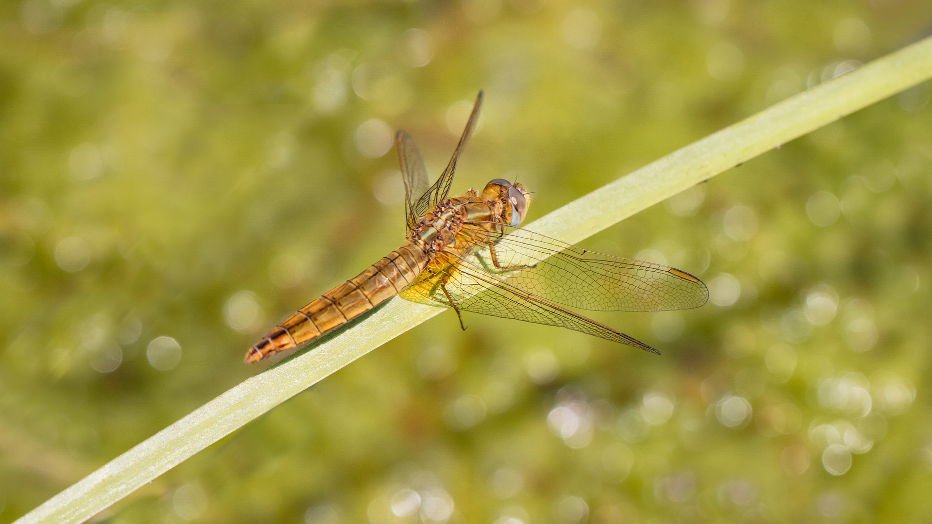 feuerlibelle w.