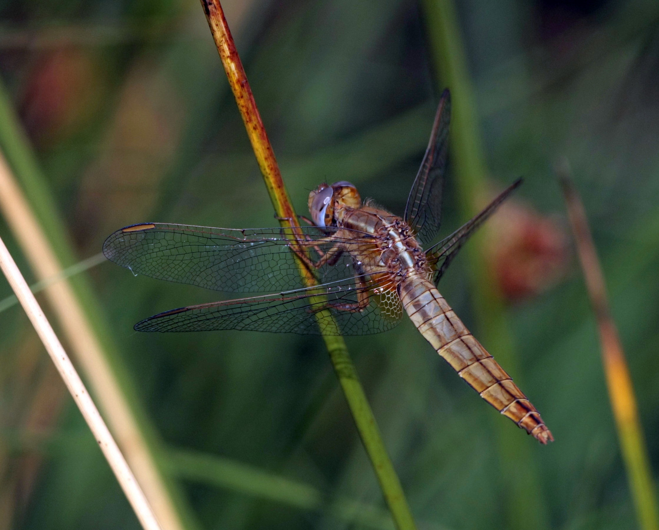 Feuerlibelle w