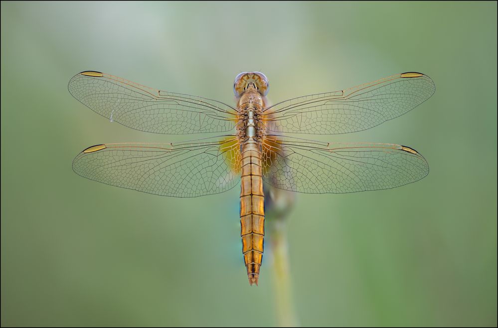 Feuerlibelle Weibchen