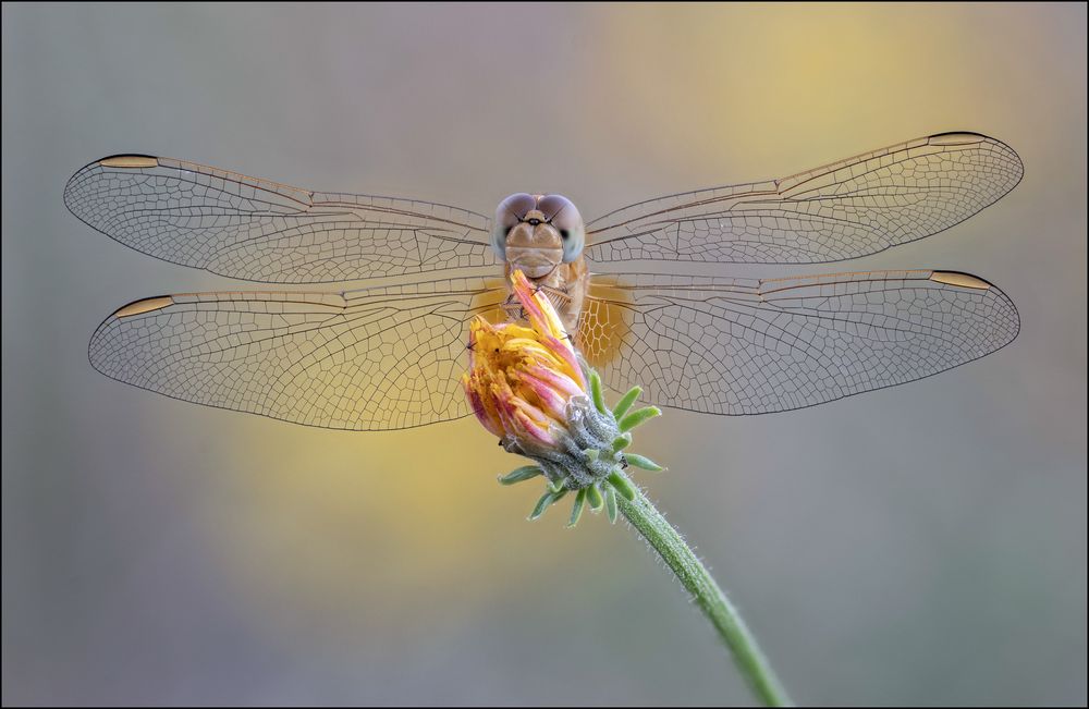 Feuerlibelle Weibchen