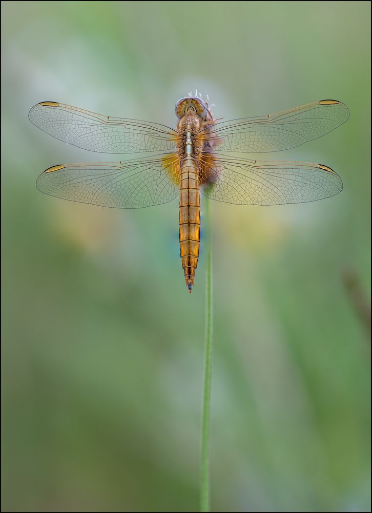 Feuerlibelle Weibchen