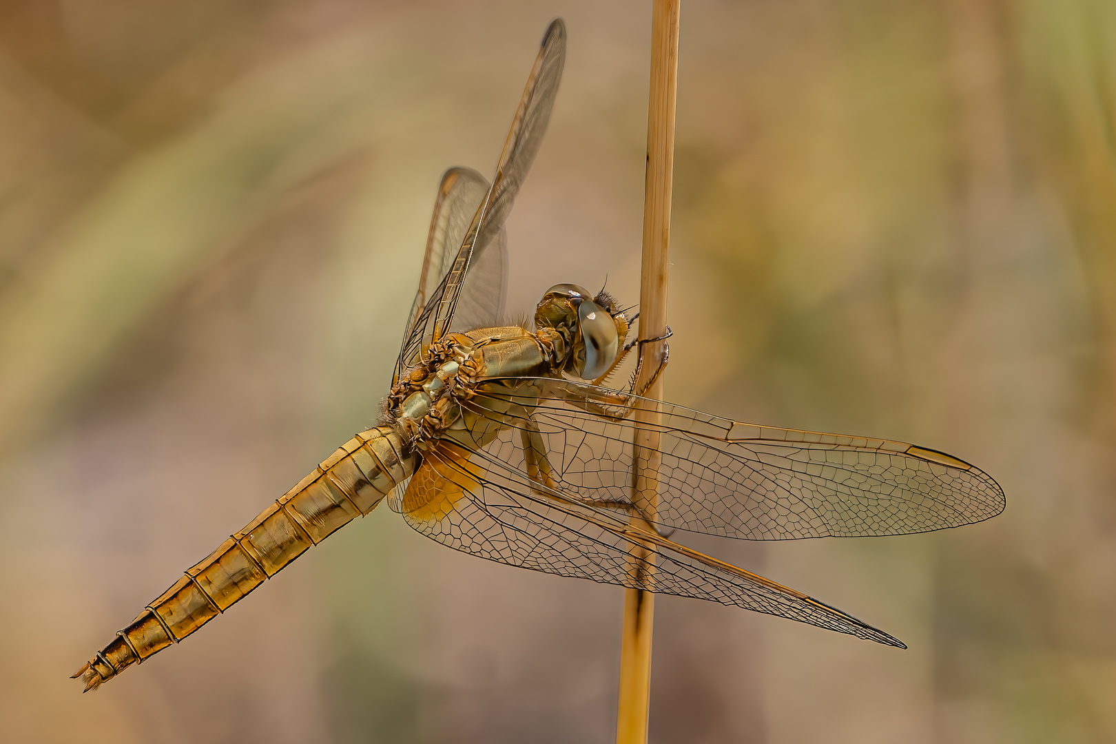 Feuerlibelle (weiblich)