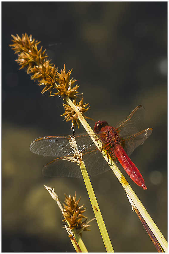 Feuerlibelle(Crocothemis erythraea)