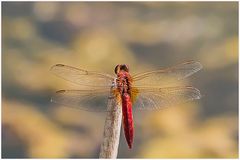 Feuerlibelle(Crocothemis erythraea)