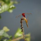 feuerlibellen