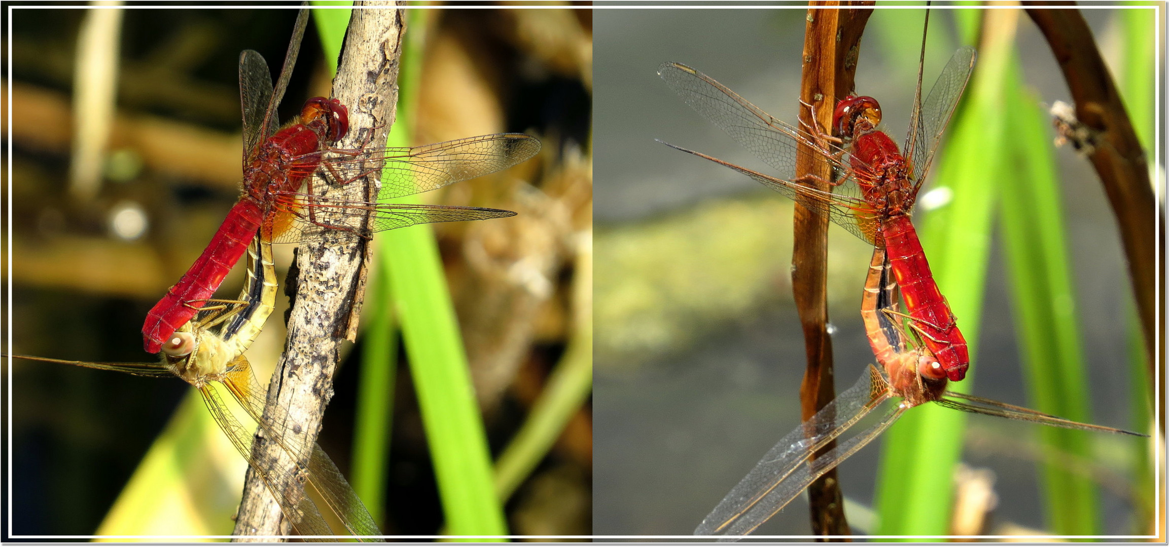 ... Feuerlibellen (Crocothemis erythraea) ...