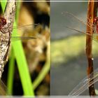 ... Feuerlibellen (Crocothemis erythraea) ...