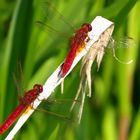 Feuerlibellen (Crocothemis erythraea) Männchen im Doppelpack