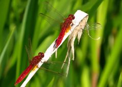 Feuerlibellen (Crocothemis erythraea) Männchen im Doppelpack