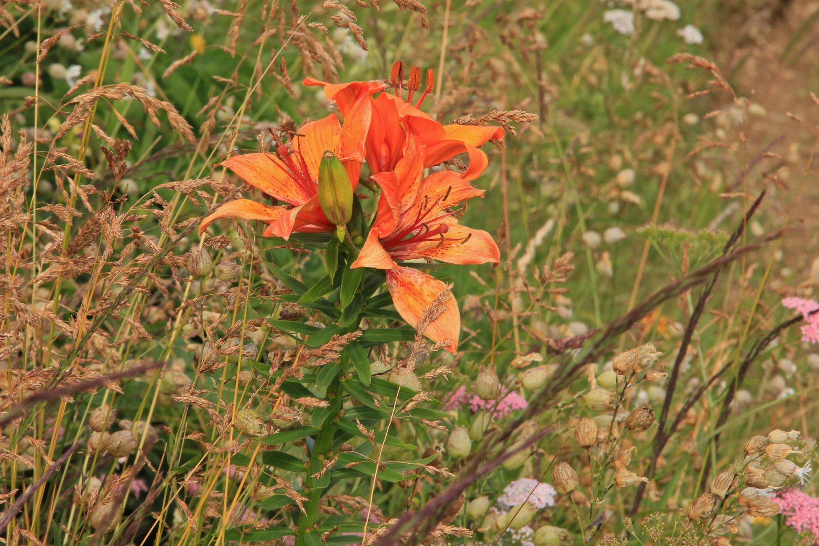 Feuerlilie (2015_07_13_EOS 550D_1510_ji)