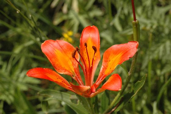 Feuerlilie im Val d'Err