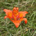  Feuerlilie (Lilium bulbiferum)