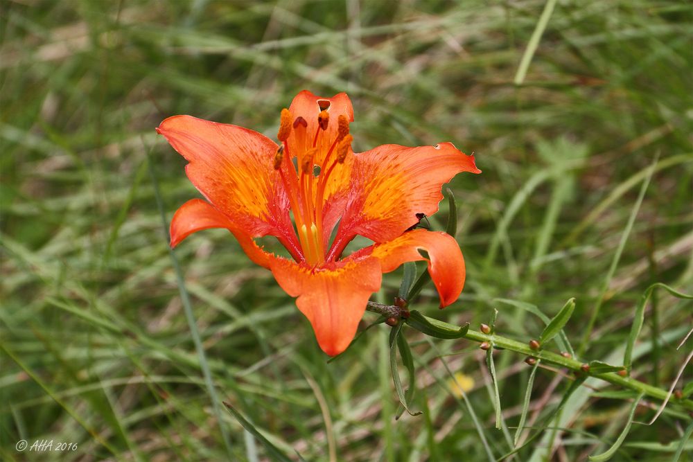  Feuerlilie (Lilium bulbiferum)