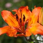 Feuerlilie - Lilium bulbiferum