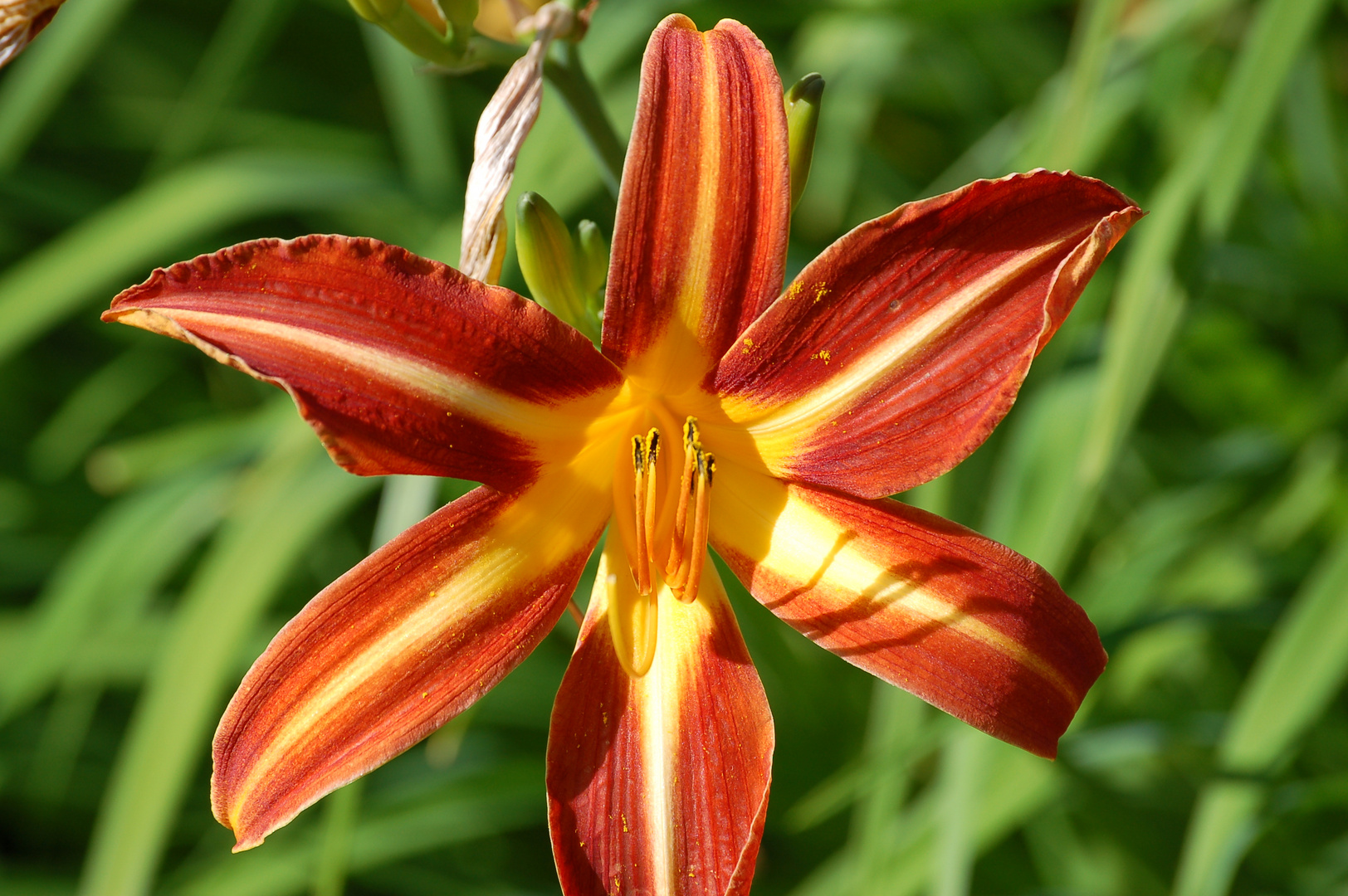 Feuerlilie (Lilium bulbiferum)