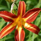 Feuerlilie (Lilium bulbiferum)