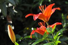 Feuerlilie ( Liliun bulbiferum )