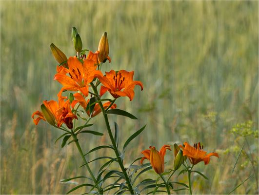 Feuerlilie...in echter Natur