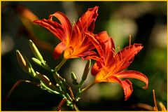 "Feuer"lilien